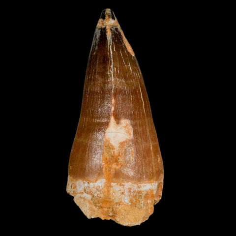 XL 2.9" Mosasaur Prognathodon Fossil Tooth Cretaceous Dinosaur Era COA & Stand - Fossil Age Minerals