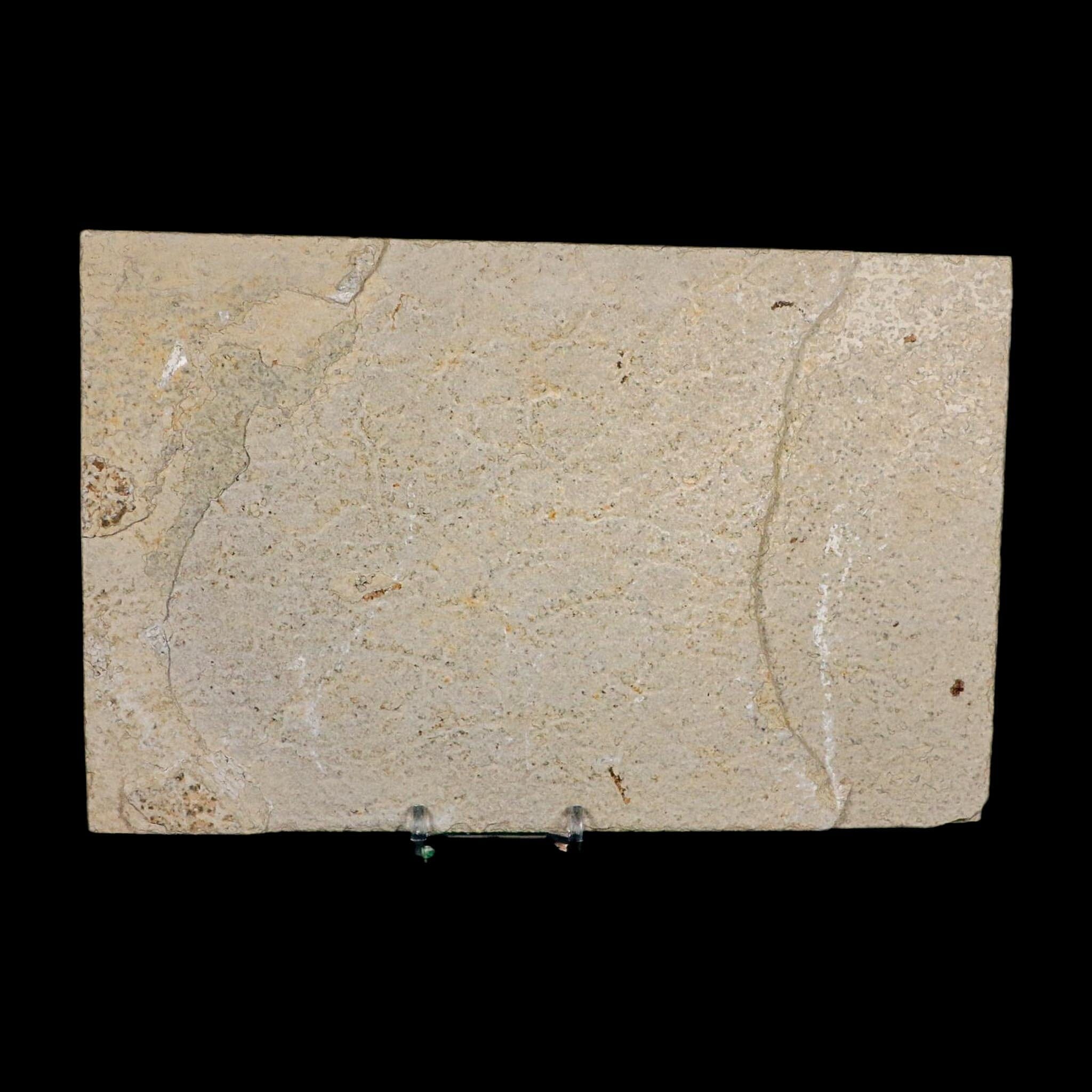 XL 4.8" Knightia Eocaena Fossil Fish Green River FM WY Eocene Age COA And Stand - Fossil Age Minerals
