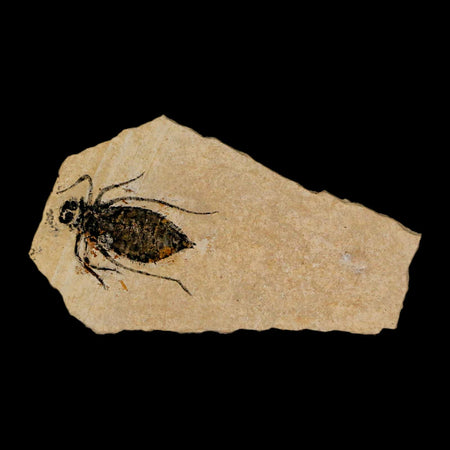 1" Dragonfly Larvae Fossil Libellula Doris Plate Upper Miocene Piemont Italy Display