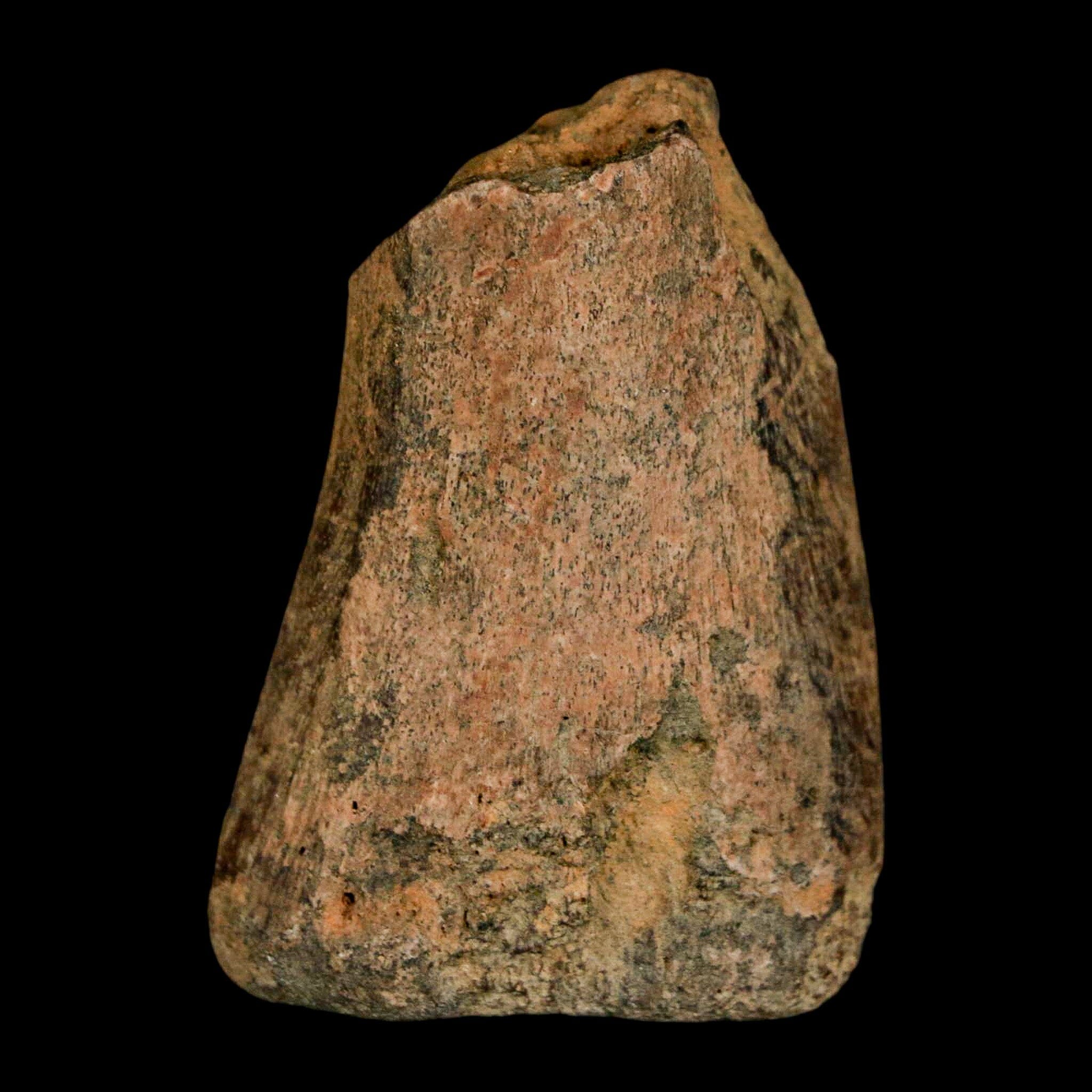 1.6" Juvenile Hadrosaur Duckbill Dinosaur Fossil Toe Bone Lance Creek FM WY COA - Fossil Age Minerals