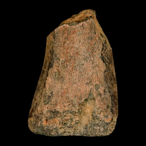 1.6" Juvenile Hadrosaur Duckbill Dinosaur Fossil Toe Bone Lance Creek FM WY COA - Fossil Age Minerals