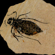 1" Dragonfly Larvae Fossil Libellula Doris Plate Upper Miocene Piemont Italy Display
