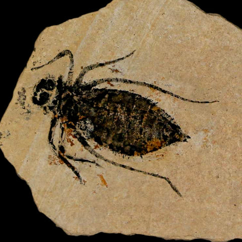 1" Dragonfly Larvae Fossil Libellula Doris Plate Upper Miocene Piemont Italy Display - Fossil Age Minerals