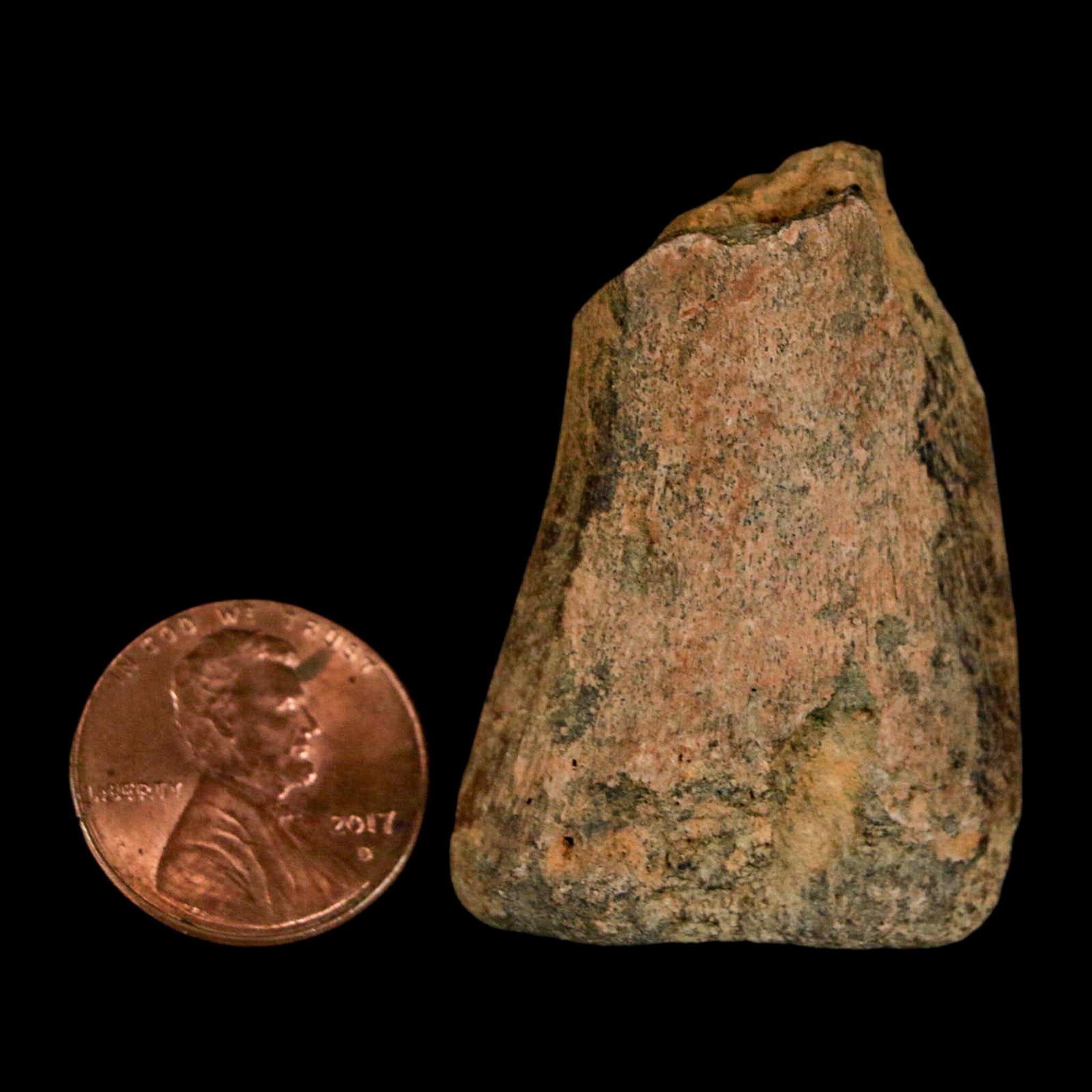 1.6" Juvenile Hadrosaur Duckbill Dinosaur Fossil Toe Bone Lance Creek FM WY COA - Fossil Age Minerals