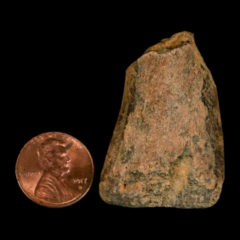 1.6" Juvenile Hadrosaur Duckbill Dinosaur Fossil Toe Bone Lance Creek FM WY COA - Fossil Age Minerals