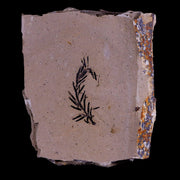 1.6" Detailed Fossil Plant Leafs Metasequoia Dawn Redwood Oligocene Age MT COA