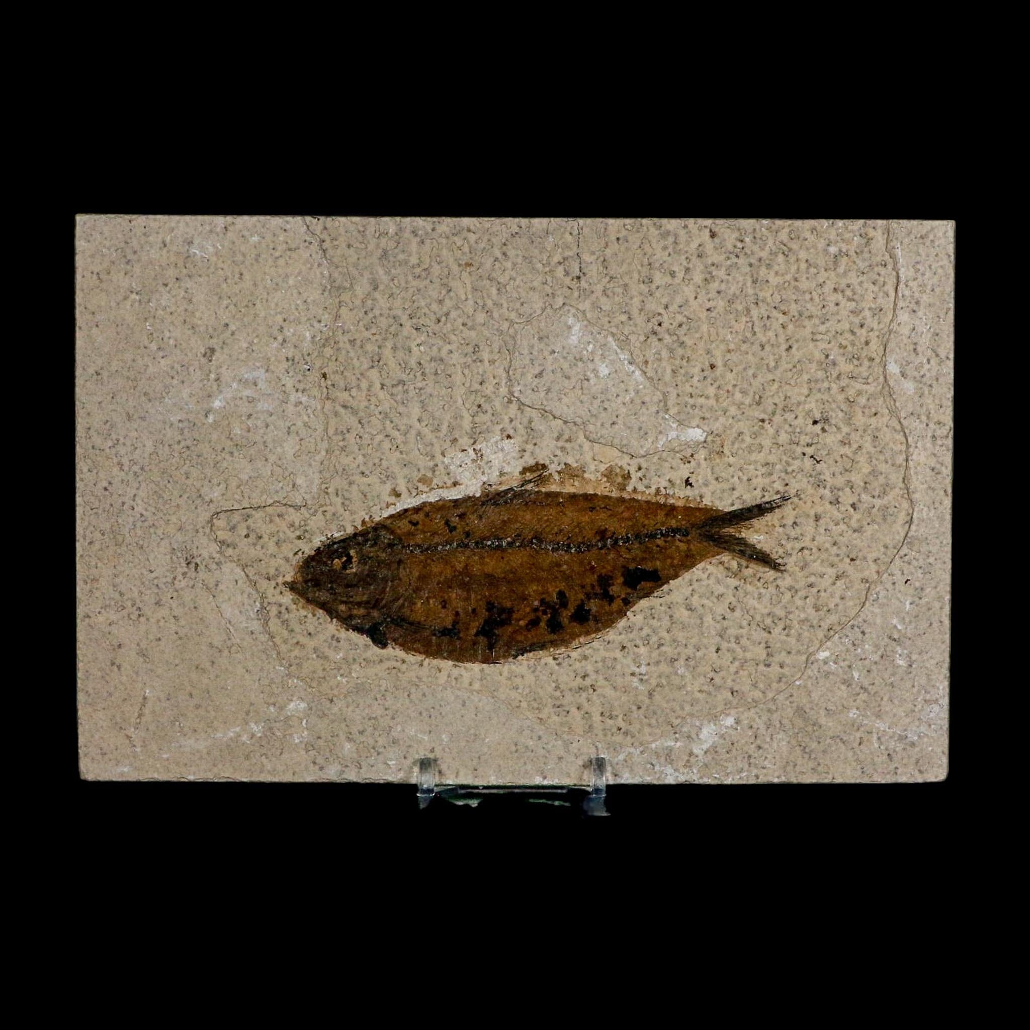 XL 4.6" Knightia Eocaena Fossil Fish Green River FM WY Eocene Age COA And Stand - Fossil Age Minerals
