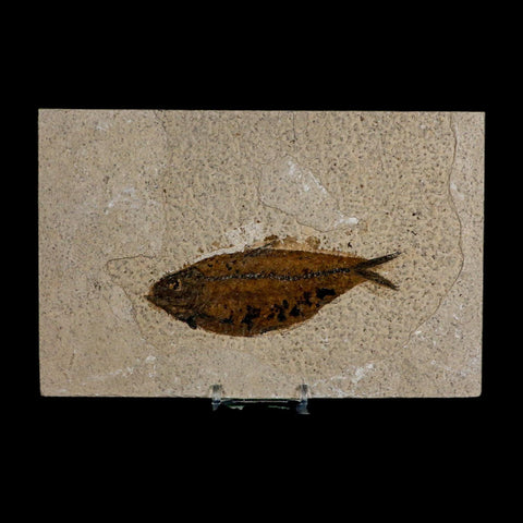 XL 4.6" Knightia Eocaena Fossil Fish Green River FM WY Eocene Age COA And Stand