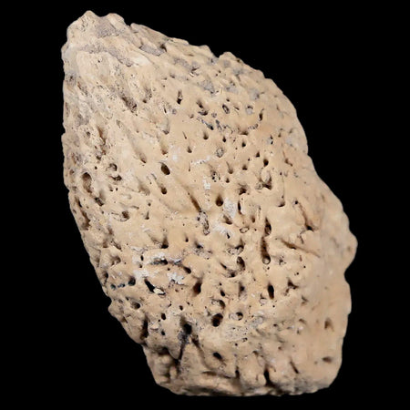 2.5" Glyptodon Fossil Osteoderm Spike Scute Plate Bony Armor Pliocene Uruguay COA