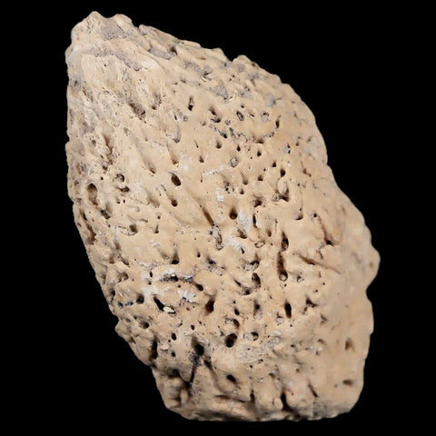 2.5" Glyptodon Fossil Osteoderm Spike Scute Plate Bony Armor Pliocene Uruguay COA - Fossil Age Minerals