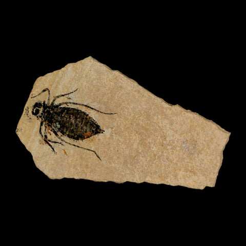 1" Dragonfly Larvae Fossil Libellula Doris Plate Upper Miocene Piemont Italy Display - Fossil Age Minerals