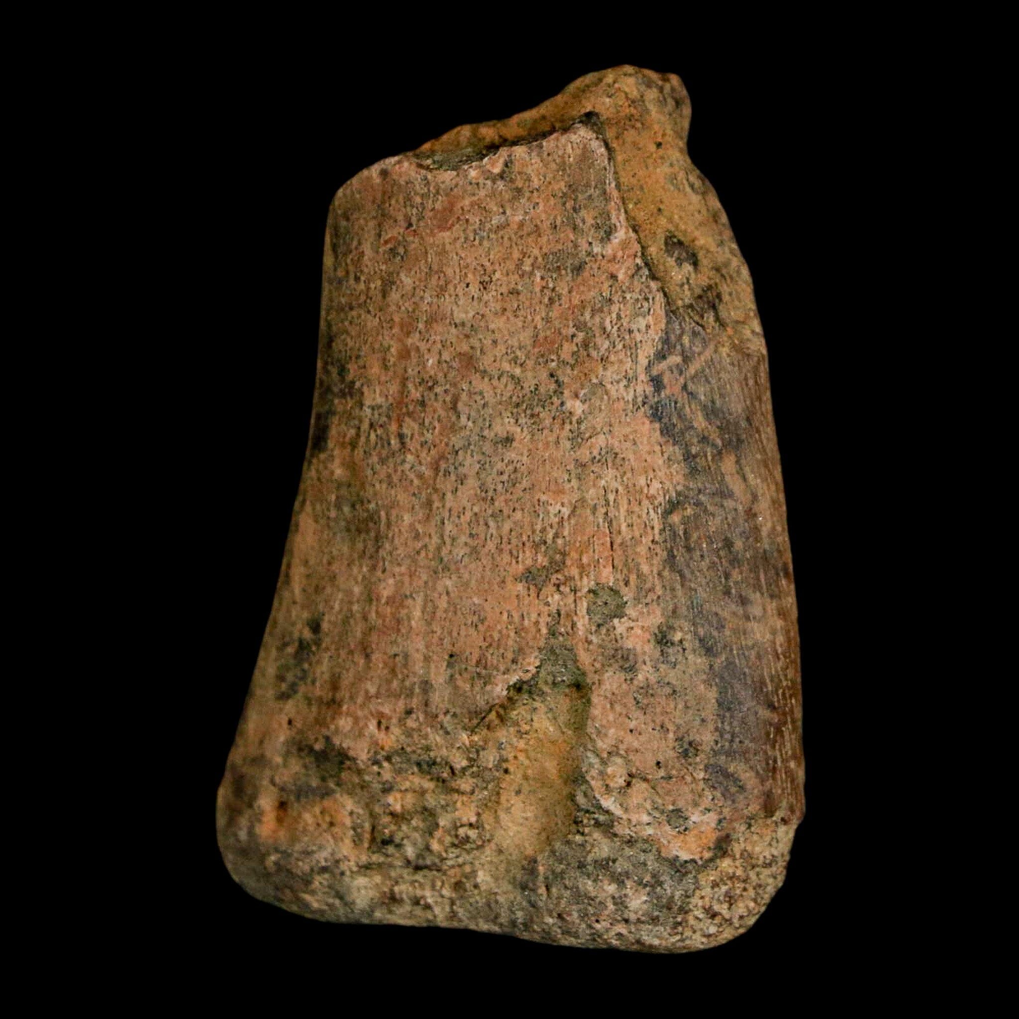 1.6" Juvenile Hadrosaur Duckbill Dinosaur Fossil Toe Bone Lance Creek FM WY COA - Fossil Age Minerals