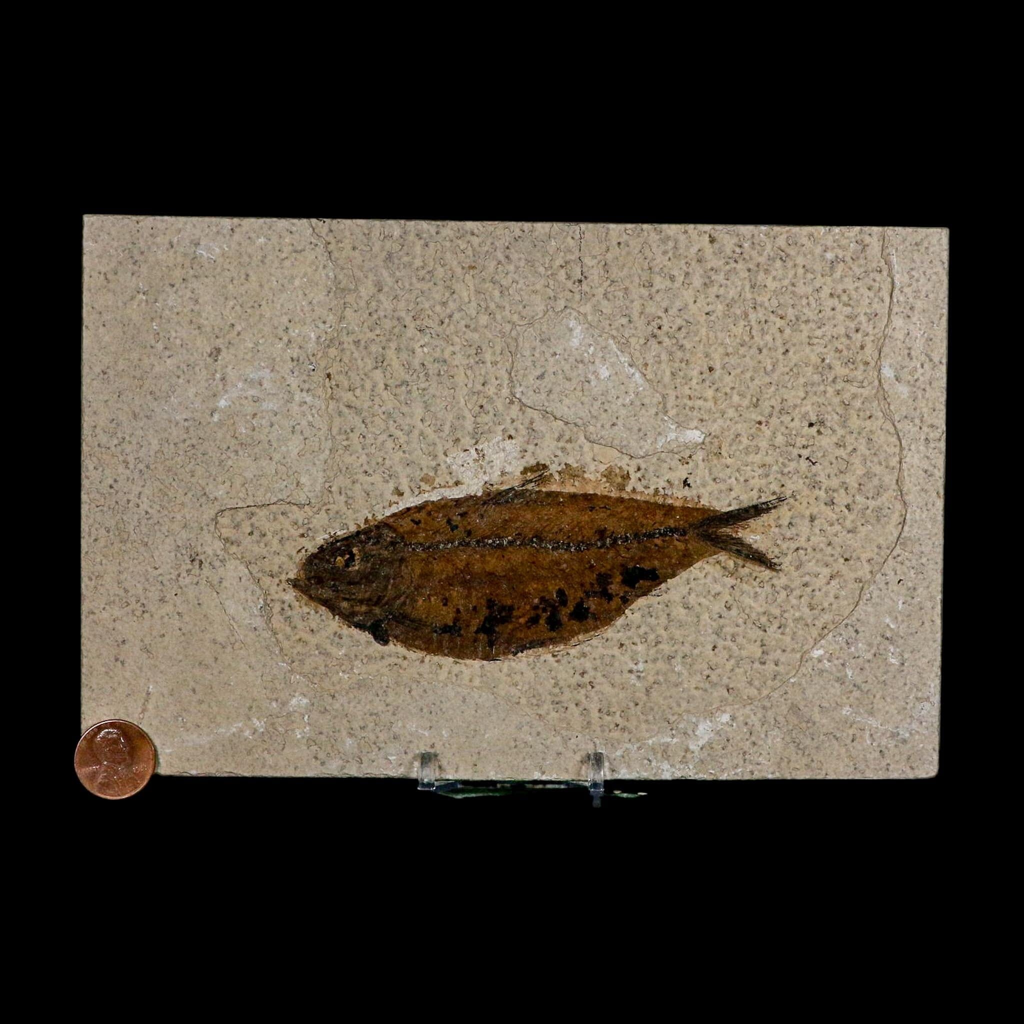 XL 4.6" Knightia Eocaena Fossil Fish Green River FM WY Eocene Age COA And Stand - Fossil Age Minerals