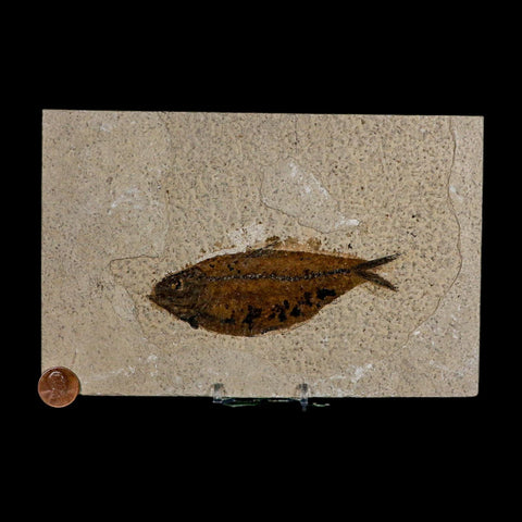 XL 4.6" Knightia Eocaena Fossil Fish Green River FM WY Eocene Age COA And Stand