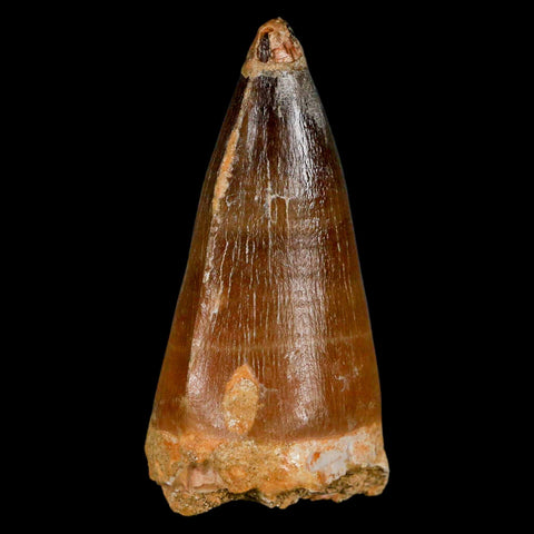 XL 2.9" Mosasaur Prognathodon Fossil Tooth Cretaceous Dinosaur Era COA & Stand - Fossil Age Minerals
