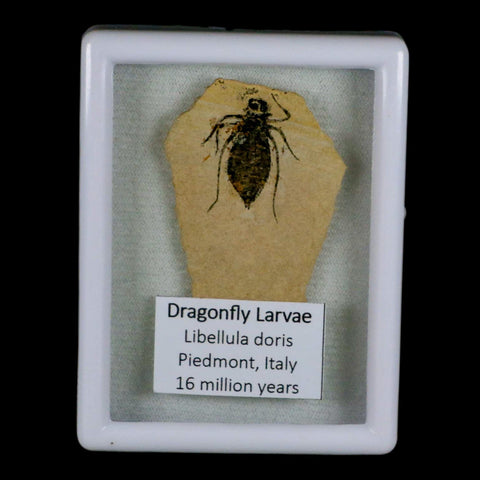 1" Dragonfly Larvae Fossil Libellula Doris Plate Upper Miocene Piemont Italy Display - Fossil Age Minerals