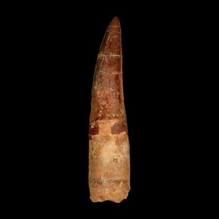 XXL 4.1" Spinosaurus Fossil Tooth 100 Million Years Old Cretaceous Dinosaur COA