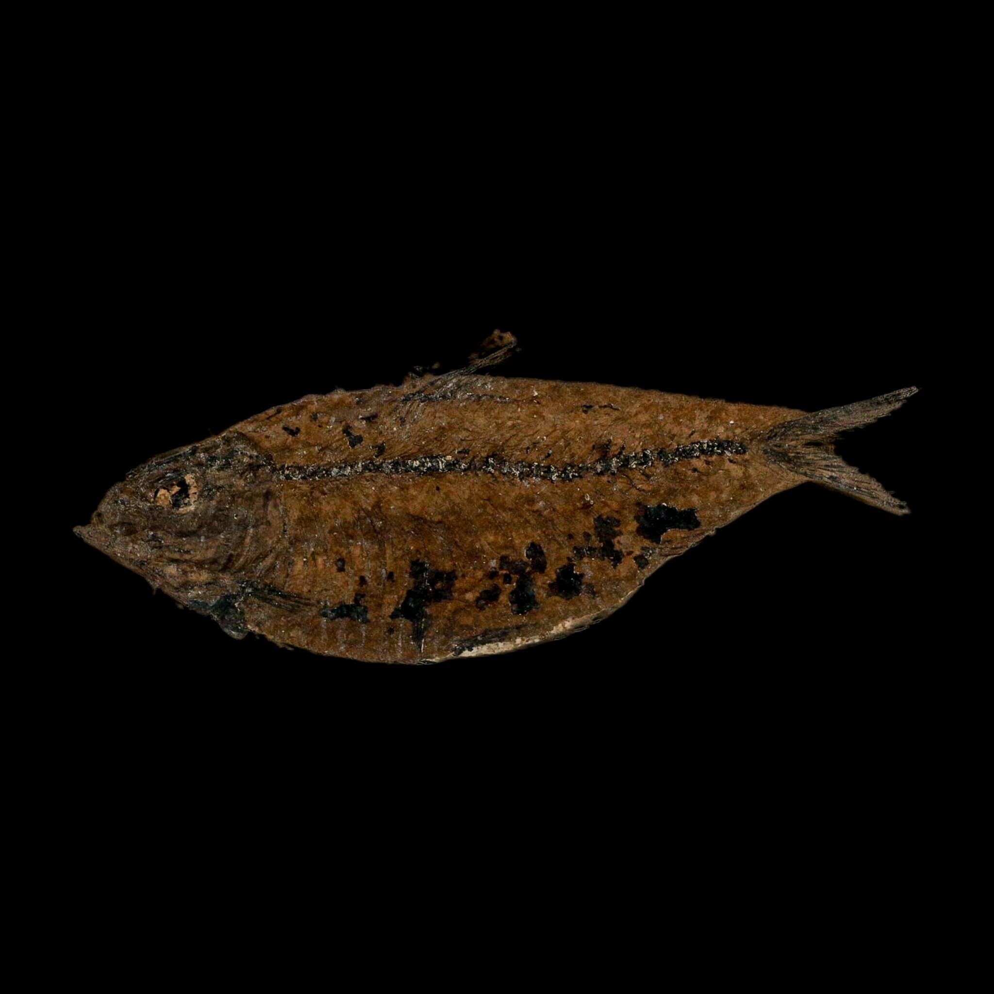 XL 4.6" Knightia Eocaena Fossil Fish Green River FM WY Eocene Age COA And Stand - Fossil Age Minerals