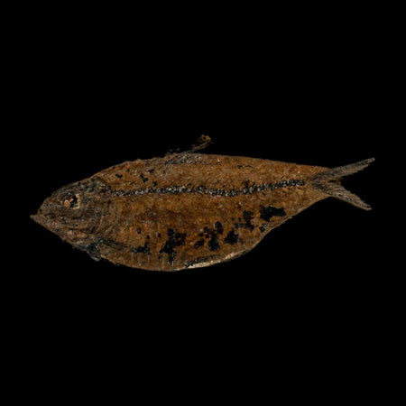 XL 4.6" Knightia Eocaena Fossil Fish Green River FM WY Eocene Age COA And Stand