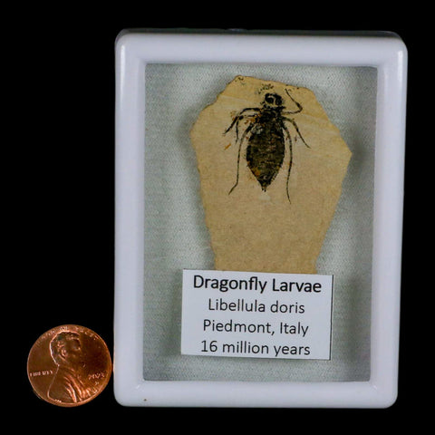 1" Dragonfly Larvae Fossil Libellula Doris Plate Upper Miocene Piemont Italy Display - Fossil Age Minerals