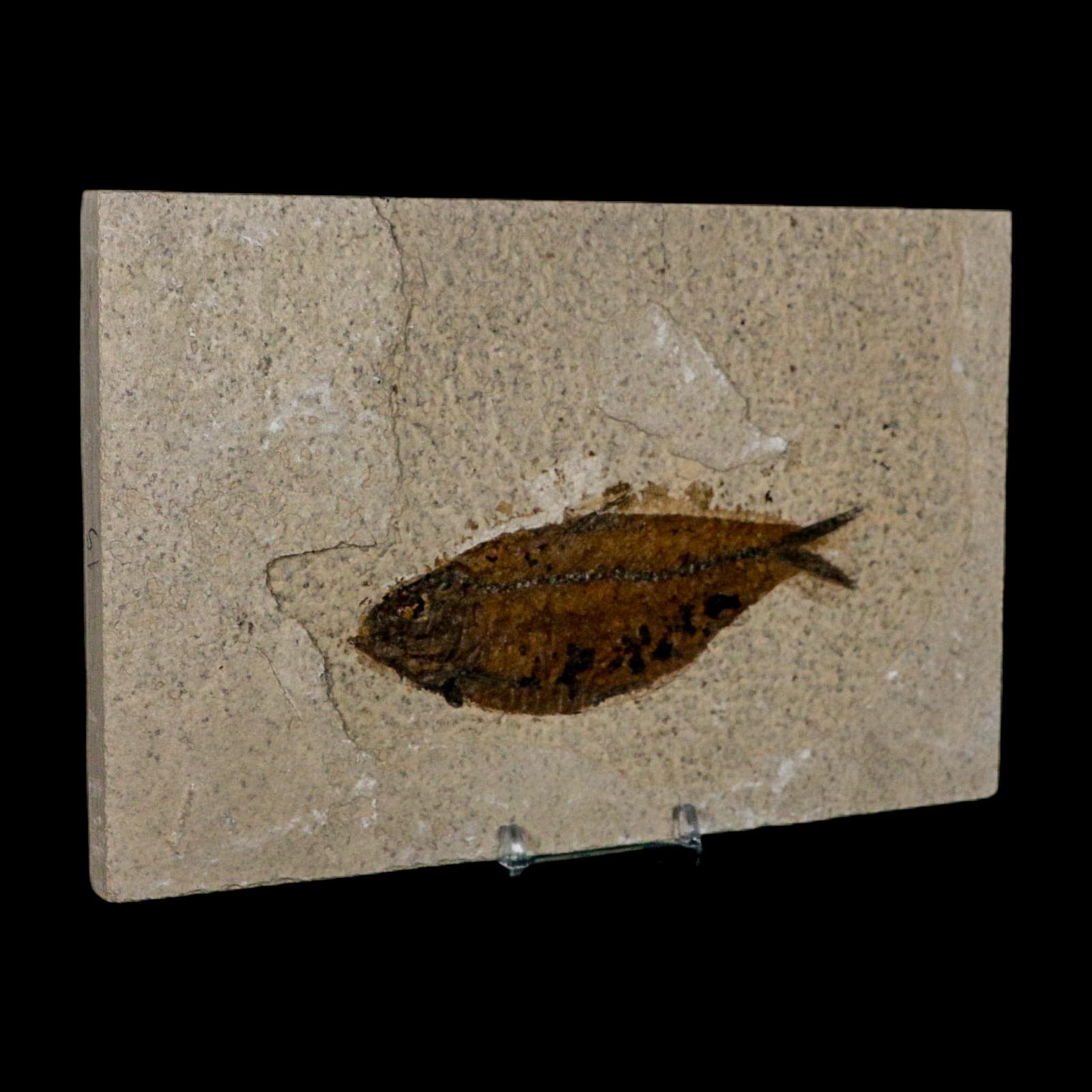 XL 4.6" Knightia Eocaena Fossil Fish Green River FM WY Eocene Age COA And Stand - Fossil Age Minerals