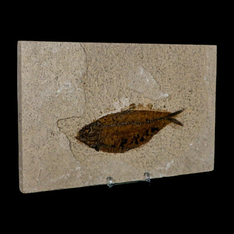 XL 4.6" Knightia Eocaena Fossil Fish Green River FM WY Eocene Age COA And Stand