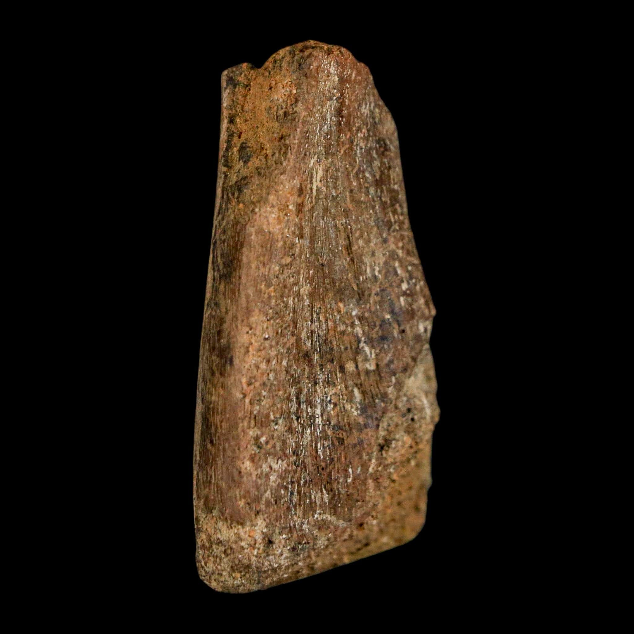 1.6" Juvenile Hadrosaur Duckbill Dinosaur Fossil Toe Bone Lance Creek FM WY COA - Fossil Age Minerals