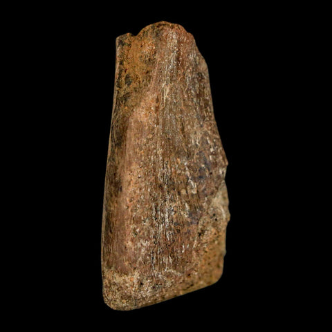 1.6" Juvenile Hadrosaur Duckbill Dinosaur Fossil Toe Bone Lance Creek FM WY COA - Fossil Age Minerals