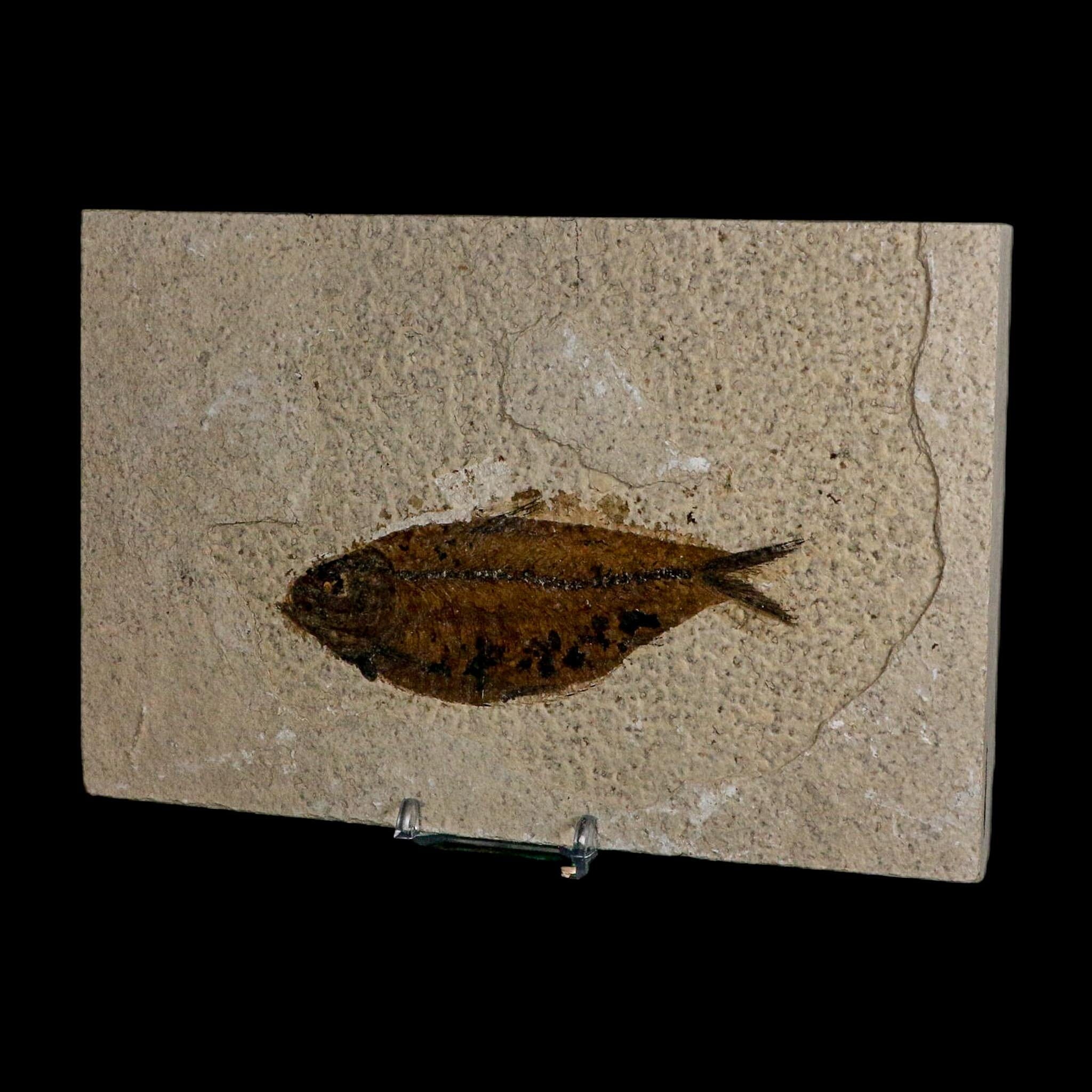 XL 4.6" Knightia Eocaena Fossil Fish Green River FM WY Eocene Age COA And Stand - Fossil Age Minerals