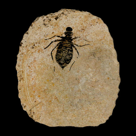 0.9" Dragonfly Larvae Fossil Libellula Doris Plate Upper Miocene Piemont Italy Display