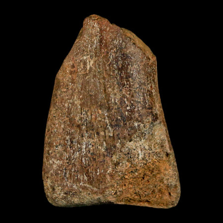 1.6" Juvenile Hadrosaur Duckbill Dinosaur Fossil Toe Bone Lance Creek FM WY COA