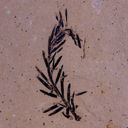 1.6" Detailed Fossil Plant Leafs Metasequoia Dawn Redwood Oligocene Age MT COA