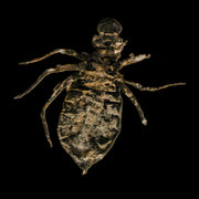 0.9" Dragonfly Larvae Fossil Libellula Doris Plate Upper Miocene Piemont Italy Display