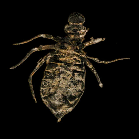0.9" Dragonfly Larvae Fossil Libellula Doris Plate Upper Miocene Piemont Italy Display - Fossil Age Minerals