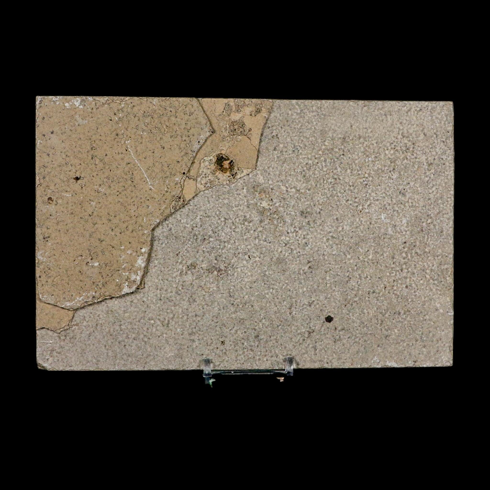 XL 4.6" Knightia Eocaena Fossil Fish Green River FM WY Eocene Age COA And Stand - Fossil Age Minerals