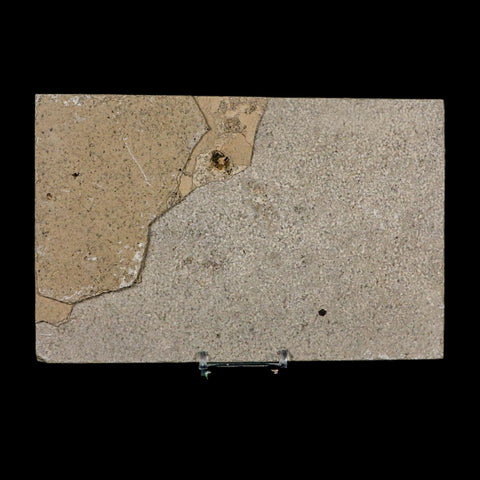 XL 4.6" Knightia Eocaena Fossil Fish Green River FM WY Eocene Age COA And Stand