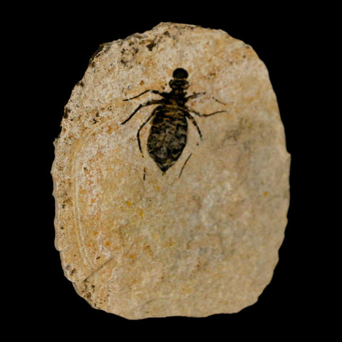 0.9" Dragonfly Larvae Fossil Libellula Doris Plate Upper Miocene Piemont Italy Display - Fossil Age Minerals
