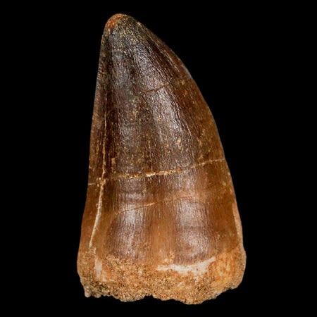 XXL 2.5" Mosasaur Prognathodon Fossil Tooth Cretaceous Dinosaur Era COA & Stand