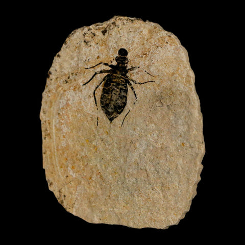 0.9" Dragonfly Larvae Fossil Libellula Doris Plate Upper Miocene Piemont Italy Display - Fossil Age Minerals