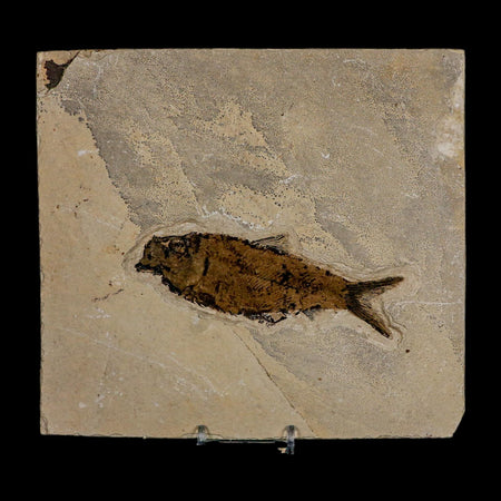 XL 4.7" Knightia Eocaena Fossil Fish Green River FM WY Eocene Age COA And Stand