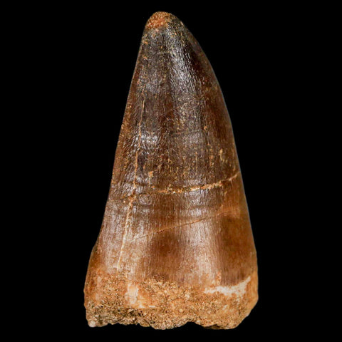 XXL 2.5" Mosasaur Prognathodon Fossil Tooth Cretaceous Dinosaur Era COA & Stand - Fossil Age Minerals