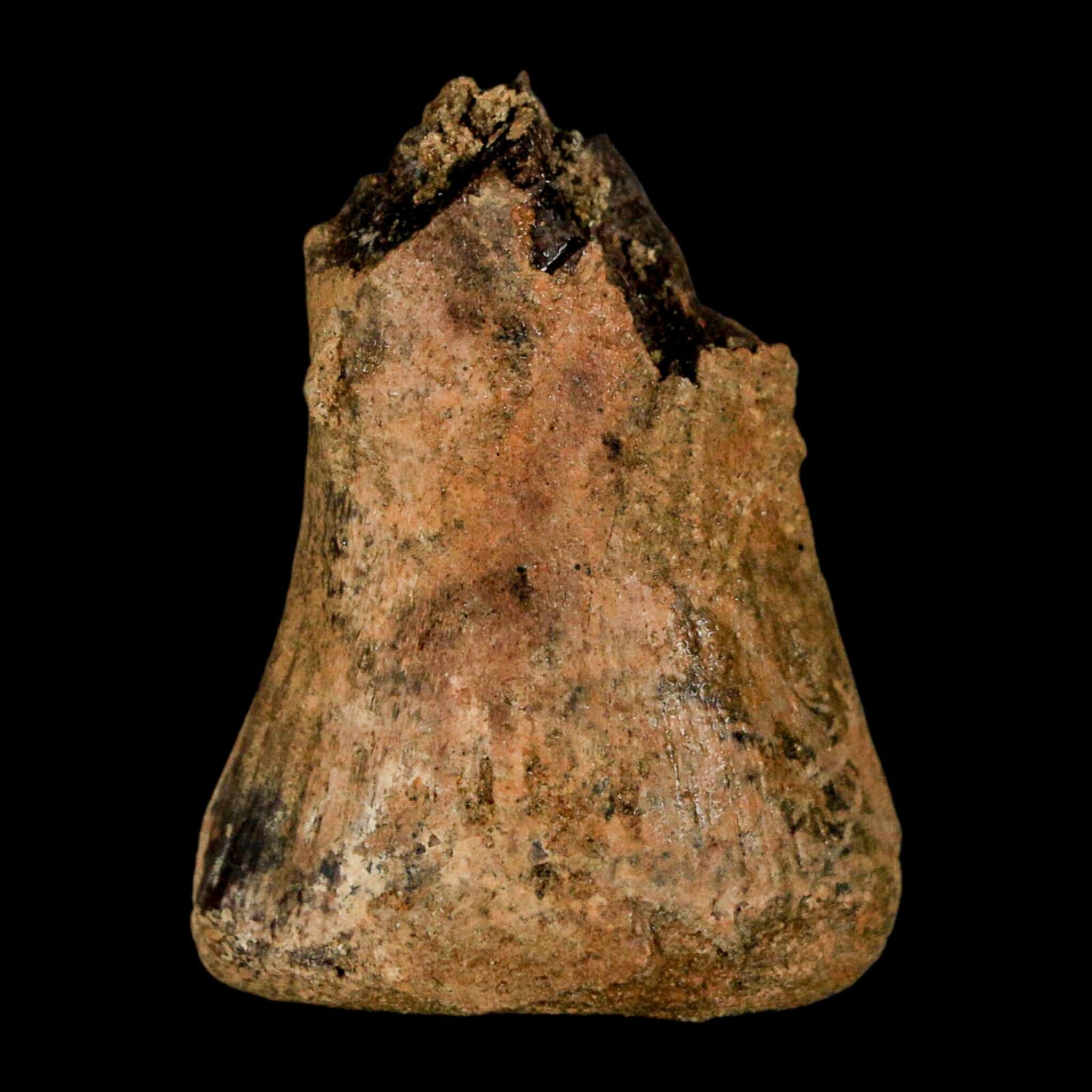 1.5" Juvenile Hadrosaur Duckbill Dinosaur Fossil Toe Bone Lance Creek FM WY COA - Fossil Age Minerals