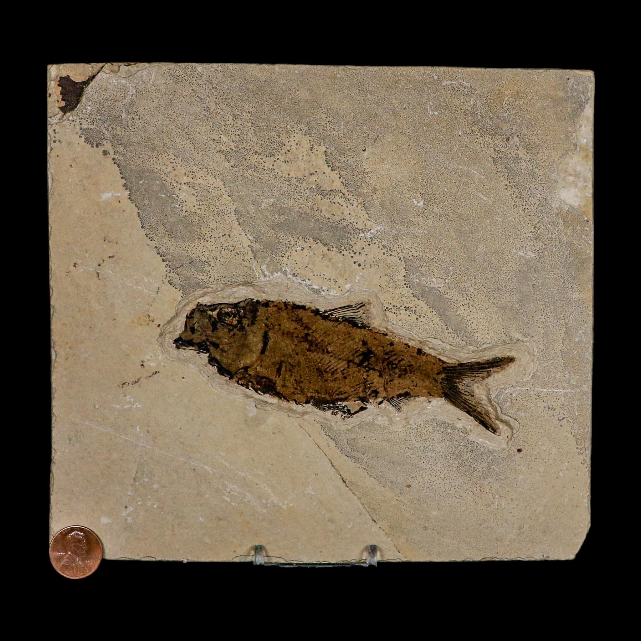 XL 4.7" Knightia Eocaena Fossil Fish Green River FM WY Eocene Age COA And Stand - Fossil Age Minerals