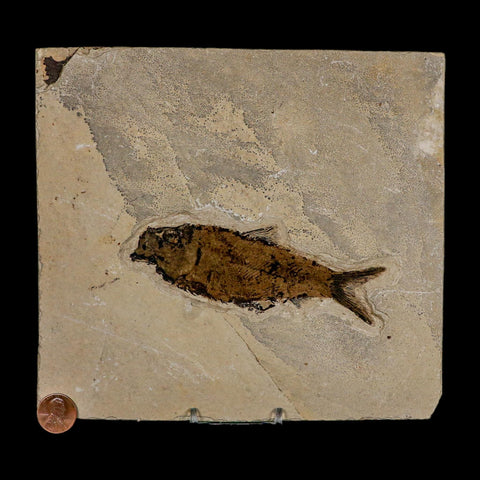 XL 4.7" Knightia Eocaena Fossil Fish Green River FM WY Eocene Age COA And Stand