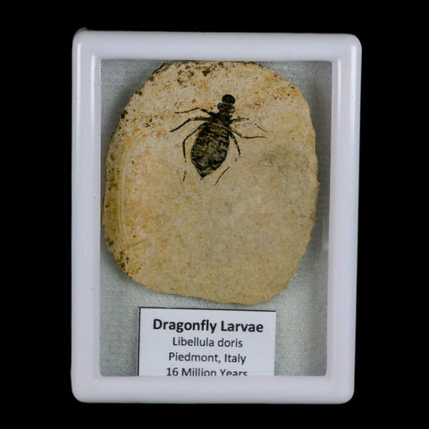 0.9" Dragonfly Larvae Fossil Libellula Doris Plate Upper Miocene Piemont Italy Display - Fossil Age Minerals