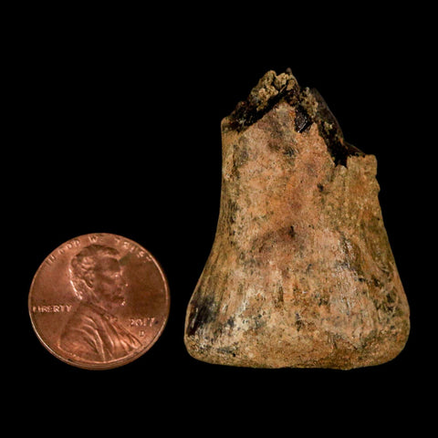 1.5" Juvenile Hadrosaur Duckbill Dinosaur Fossil Toe Bone Lance Creek FM WY COA - Fossil Age Minerals