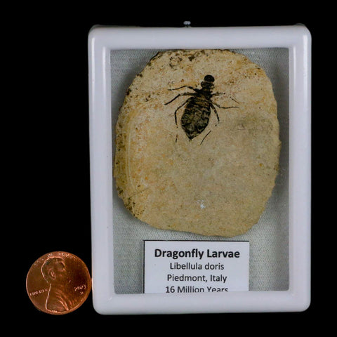0.9" Dragonfly Larvae Fossil Libellula Doris Plate Upper Miocene Piemont Italy Display - Fossil Age Minerals