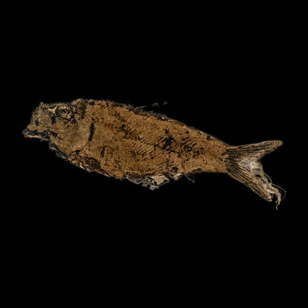 XL 4.7" Knightia Eocaena Fossil Fish Green River FM WY Eocene Age COA And Stand