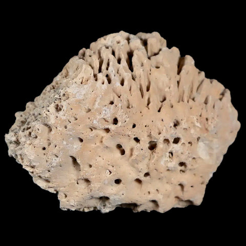 2.3" Glyptodon Fossil Osteoderm Spike Scute Plate Bony Armor Pliocene Uruguay COA - Fossil Age Minerals