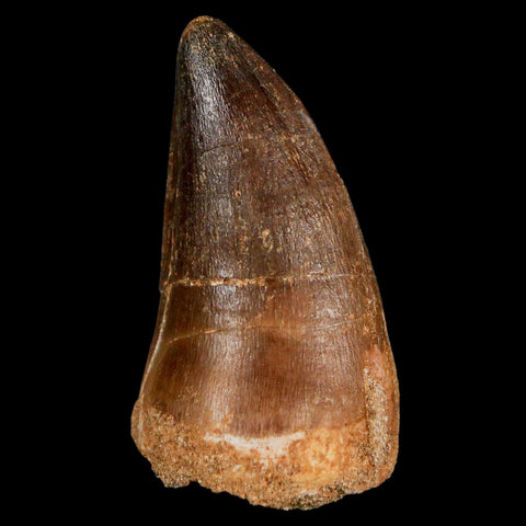 XXL 2.5" Mosasaur Prognathodon Fossil Tooth Cretaceous Dinosaur Era COA & Stand - Fossil Age Minerals
